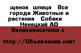 щенок  шпица - Все города Животные и растения » Собаки   . Ненецкий АО,Великовисочное с.